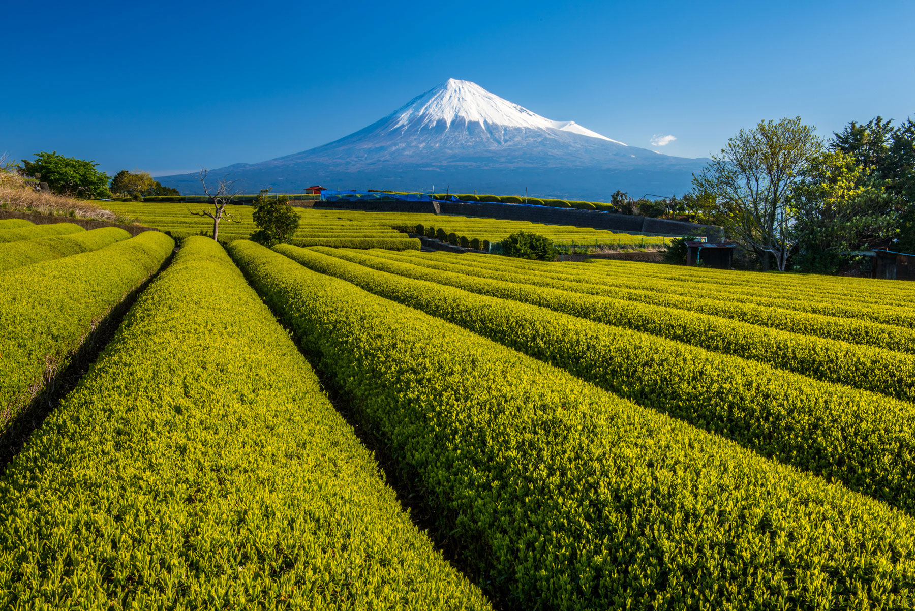 Shizuoka In Japan Unveils New Tours Experiences Dining Options And More