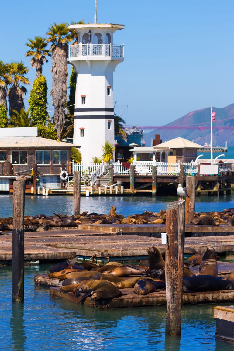 Statues To Celebrate Of 30 Years Of The Sea Lions On PIER 39   San Fancisco PIER 39 Sea Lions 1 770x1155 