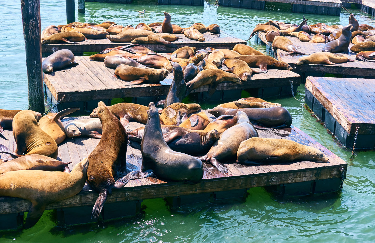 Pier 39 San Francisco (A Great Place To See Sea Lions