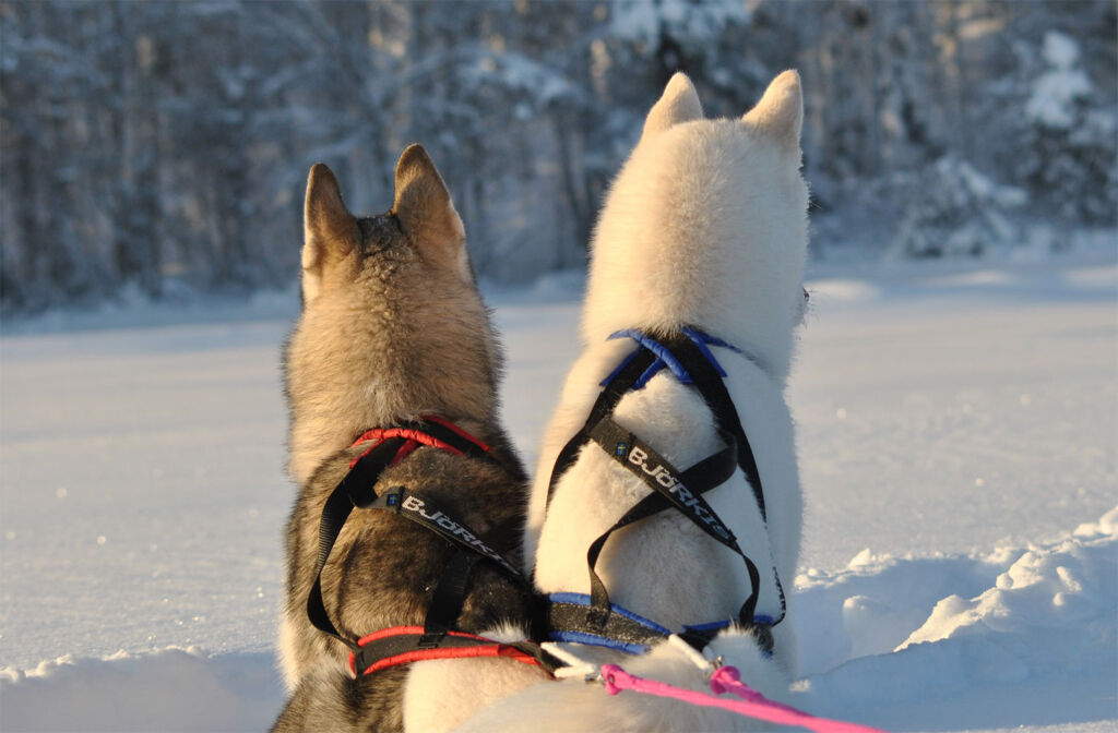 Husky sled ride in the snow in Northern Sweden