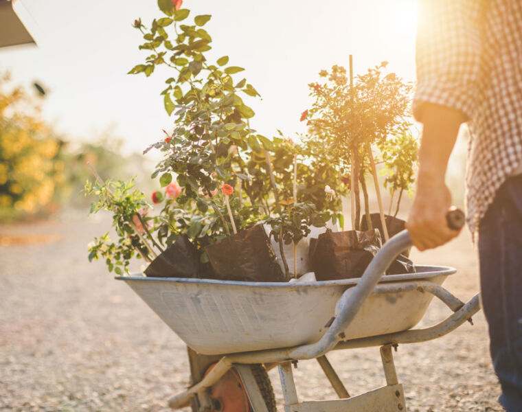 Shannen Godwin Explains the Best Way to Rehouse Your Garden Plants