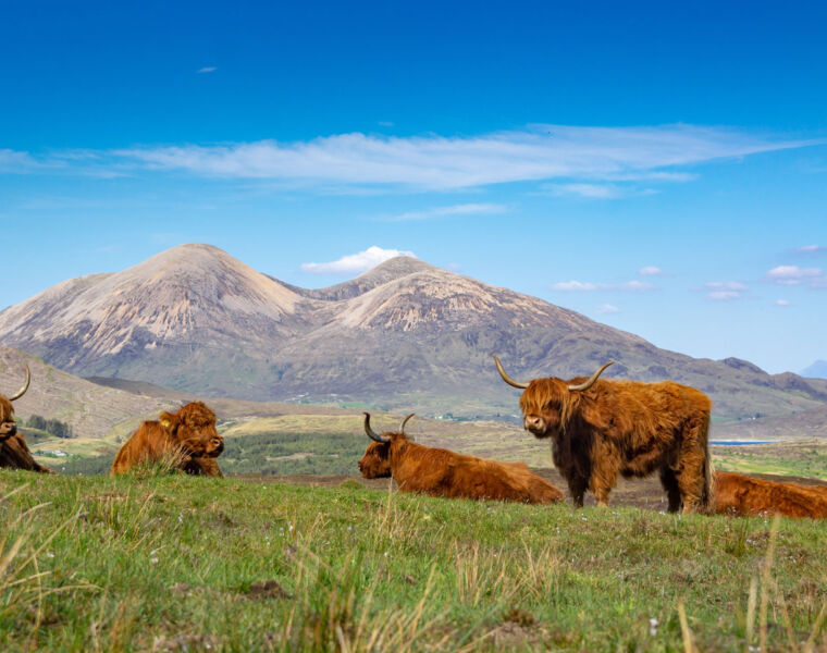 TourbyLocals can let you experience Highland cattle enjoying the sunshine on the Isle of Skye. Photo by Piotr Musiol.