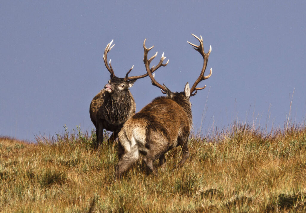 Two male stags comparing the size of their horns