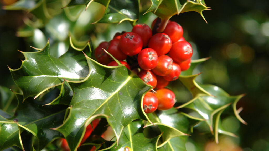 Holly with some bright red berries for December