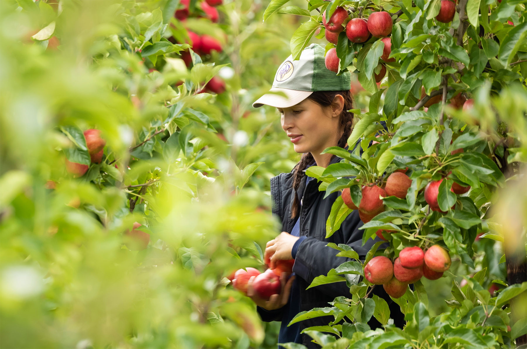 Favourable Weather Means British Apple Season 2022 Has Started Early