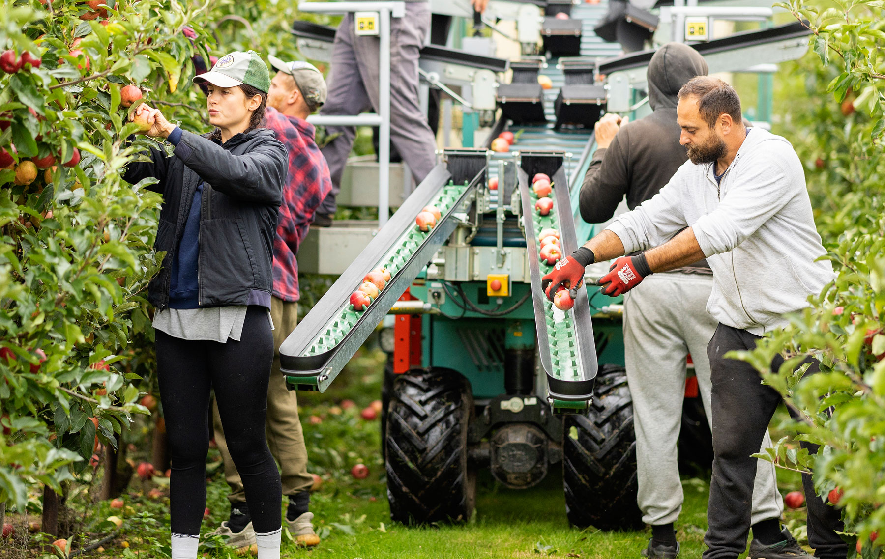 Favourable Weather Means British Apple Season 2022 Has Started Early