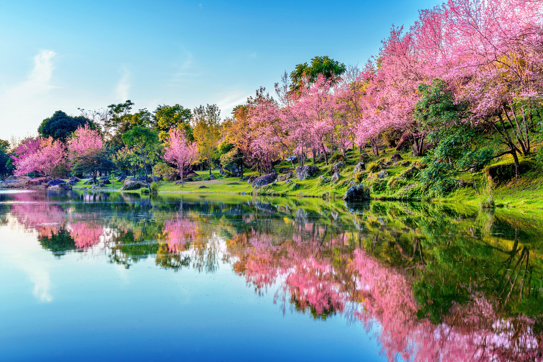 J on X: The #Nationals will be revealing new cherry blossom