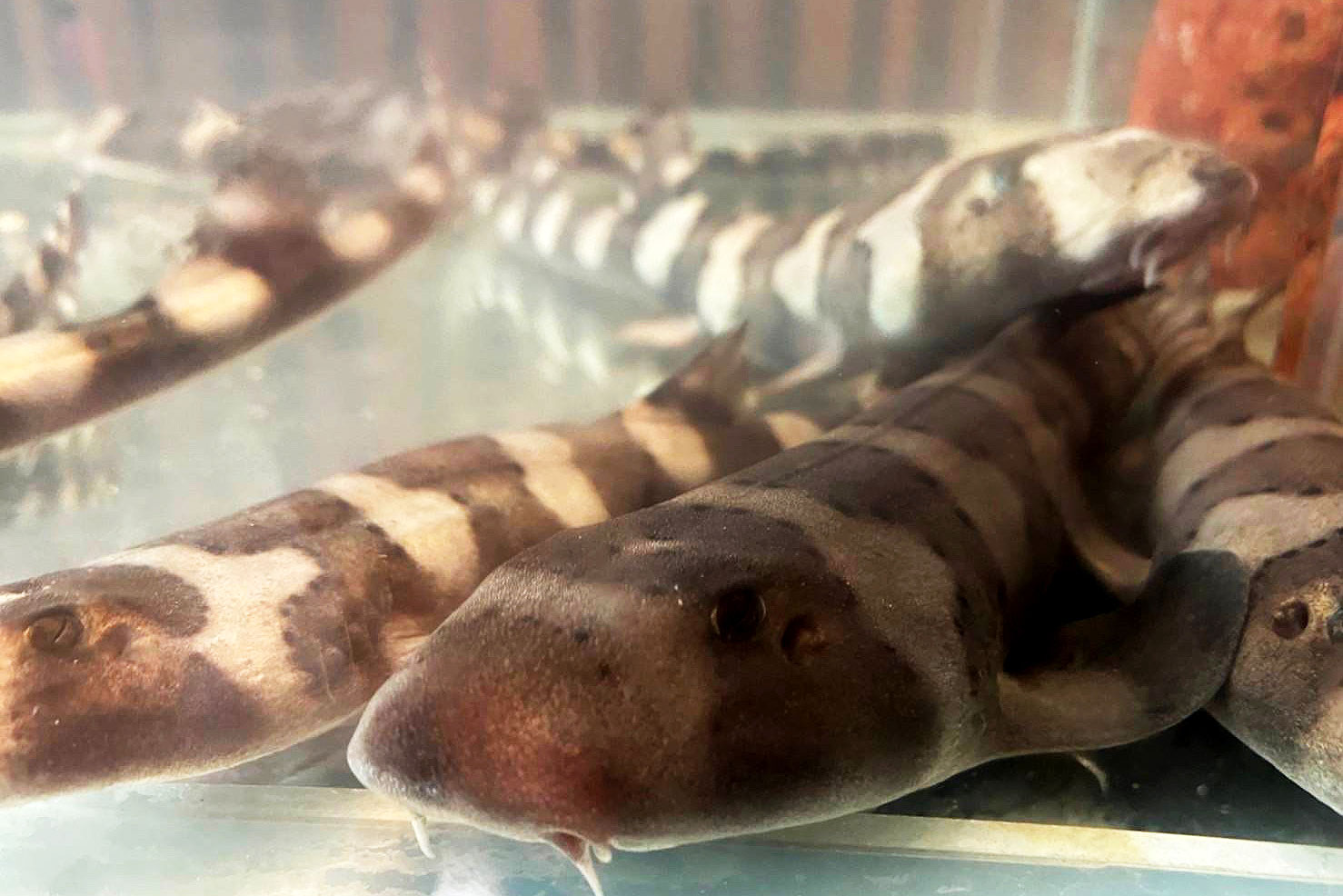 Three Baby Bamboo Sharks Born At Pullman Phuket Panwa Beach Resort