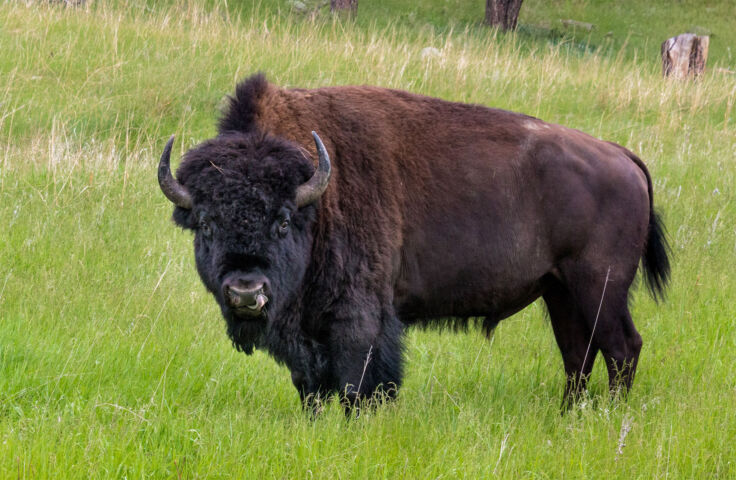 Six Unusual Animals That Now Consider The UK Countryside Their Home