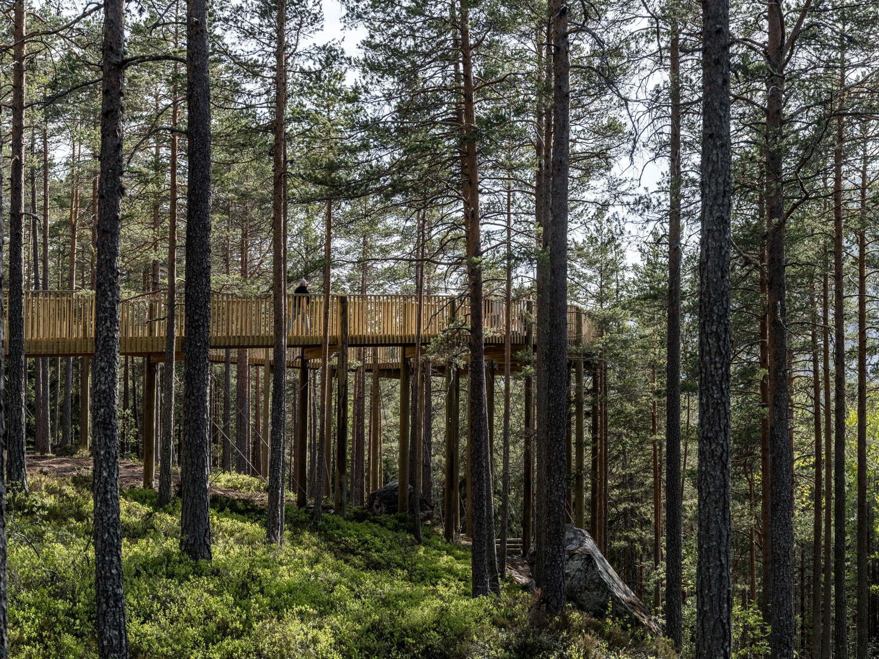 EFFEKT Creates A Natural Sanctuary For All With Norway's First Treetop Walk