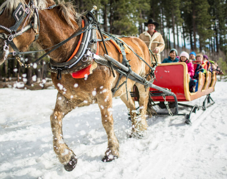 A horse pulling a sleigh through the snow