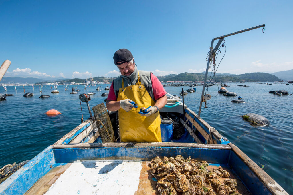 One of the workers on the farm checking the freshly caught oysters