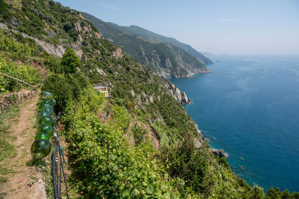 A vineyard located on the steep slopes