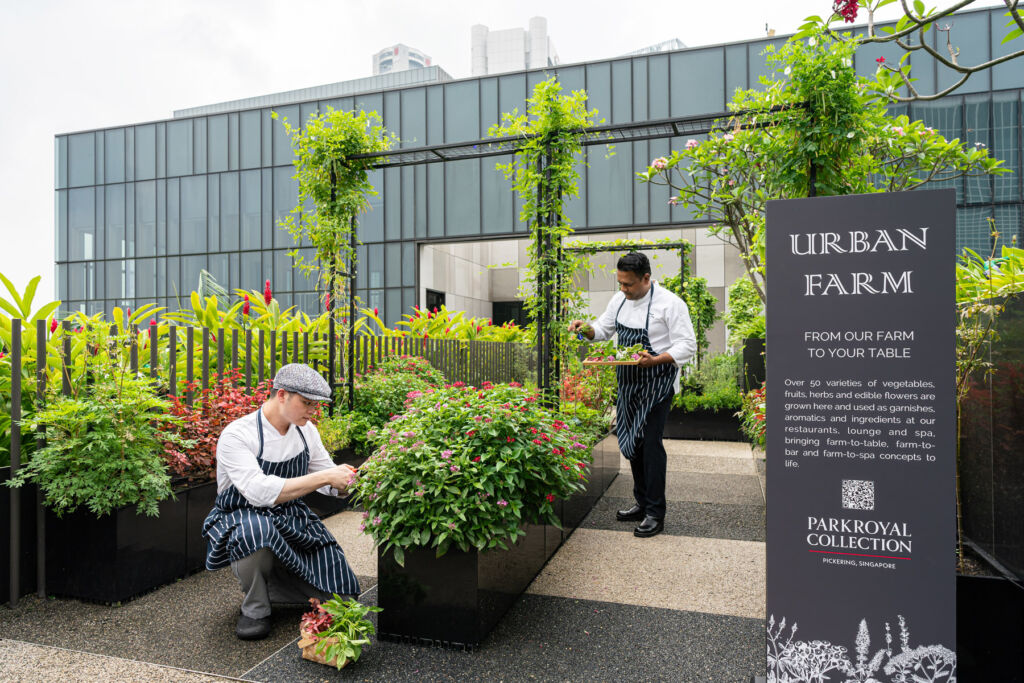 Two members of the restaurant team picking fresh produce in the Urban Farm