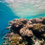 Beachcomber Launches Coral Restoration & Preservation Project at Le Morn