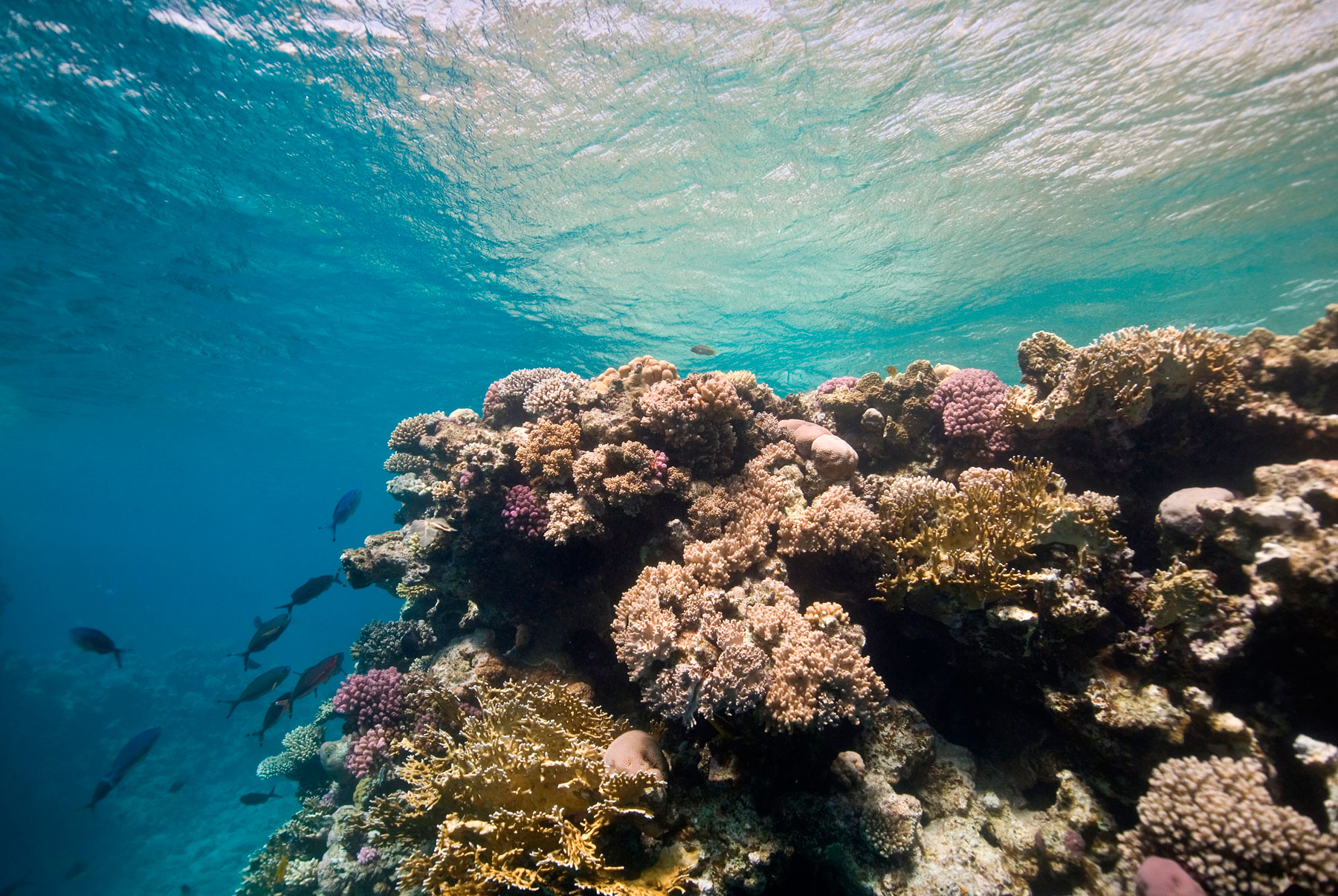 Beachcomber Launches Coral Restoration & Preservation Project At Le Morn