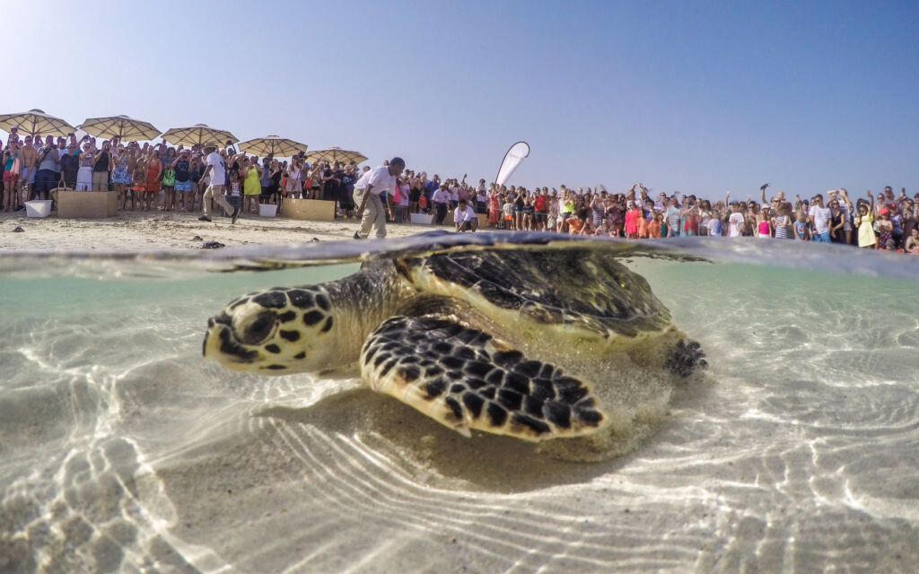 One of the turtles being released