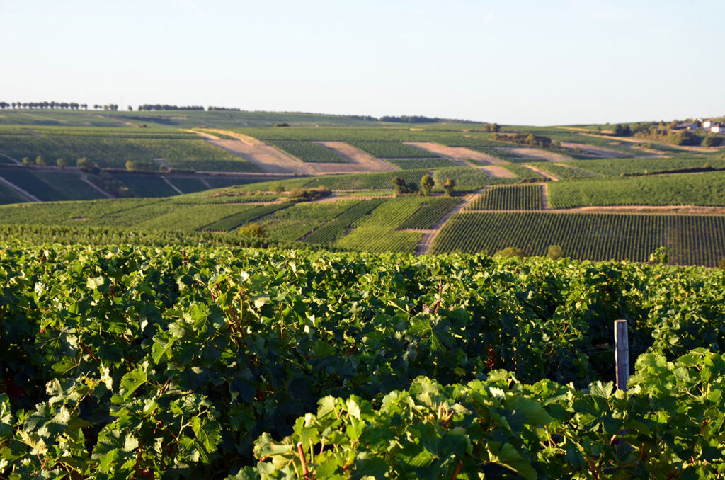 A photograph of the Villebois vineyards