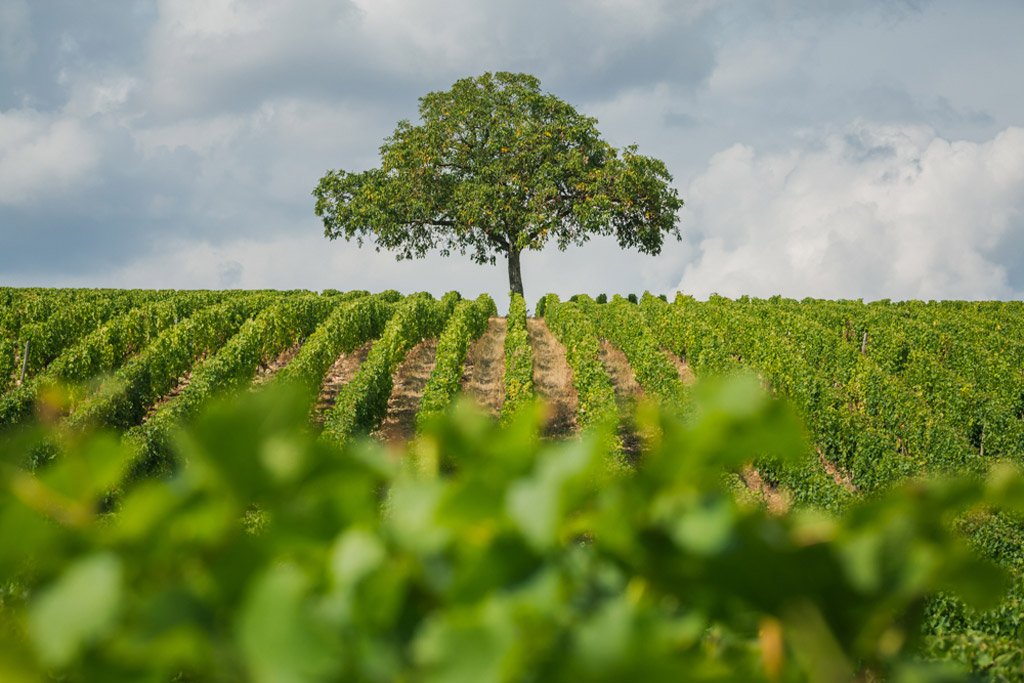 Young vines growing with a tree in the background