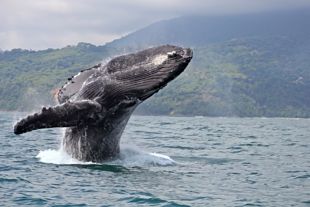 A whale fluke breaking the surface