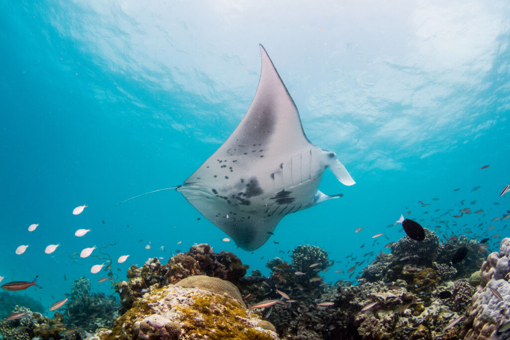 A Manta Ray swimming