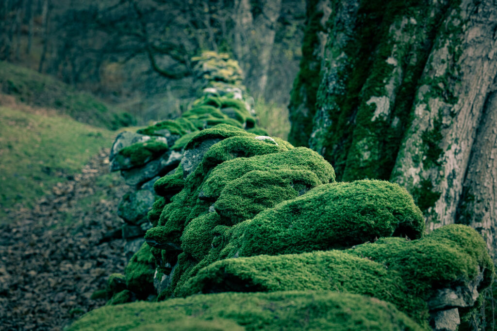 Beautiful thick green moss covering the stone walls