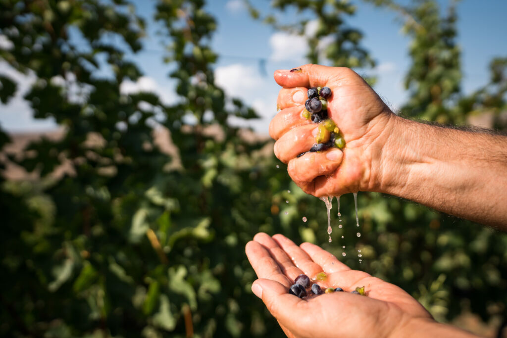 The UN Tourism Global Conference on Wine Tourism in Armenia