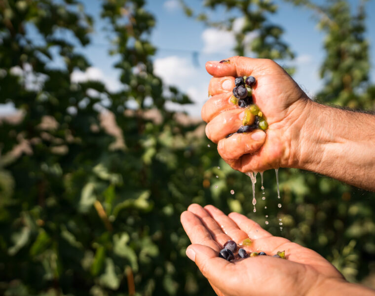 The UN Tourism Global Conference on Wine Tourism in Armenia