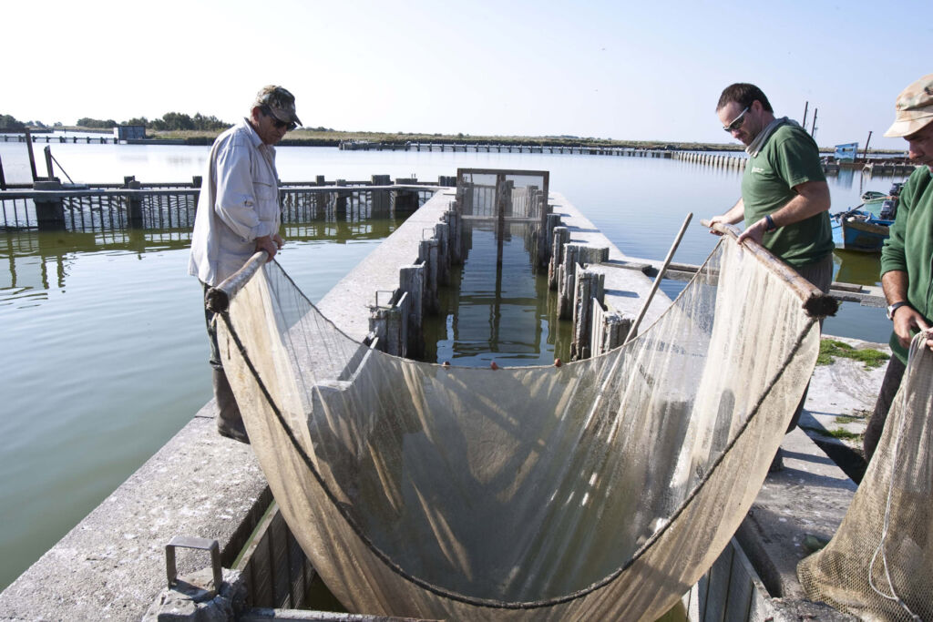 Local fishermen catching eels with nets