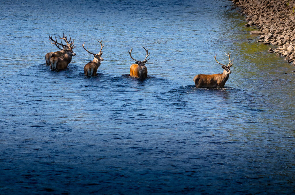 Five stags cooling off in the loch