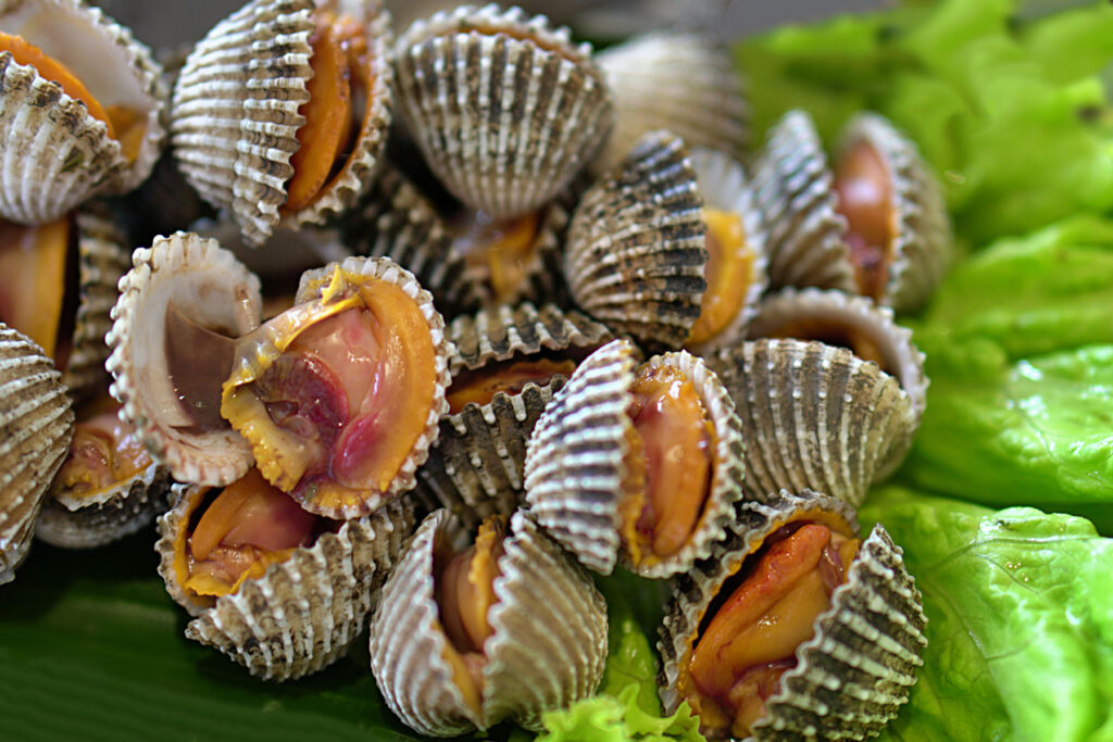 Fresh cockles on a bed of lettuce