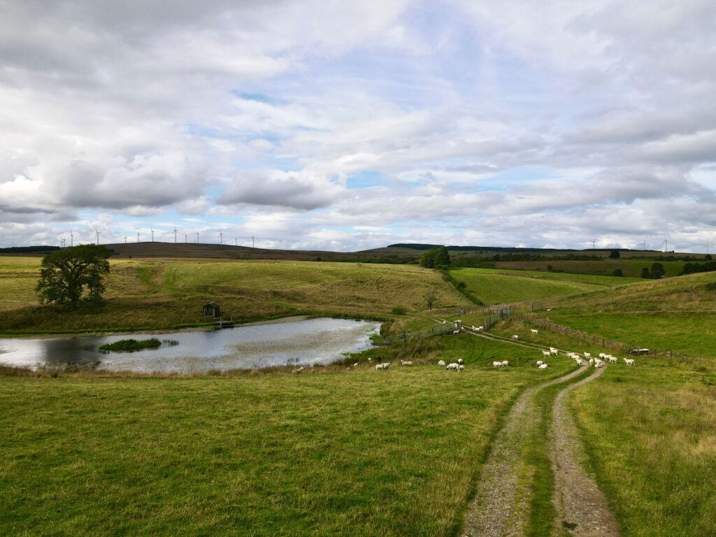 Sheep grazing next to Hill Lake