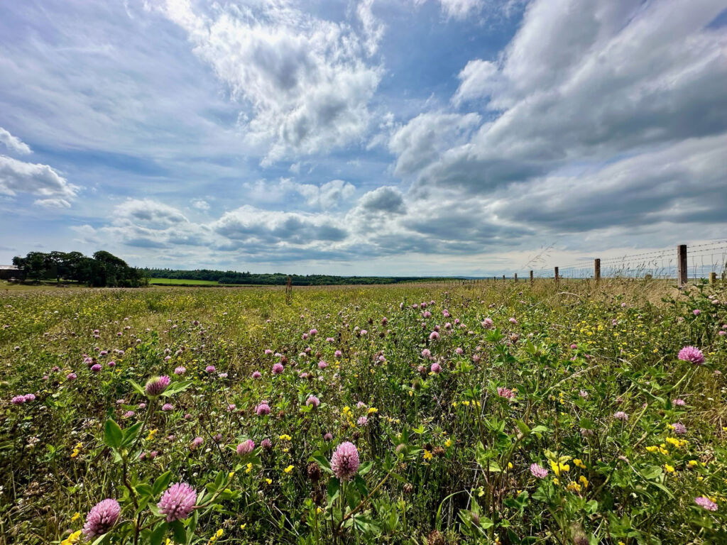 Flower growing in a field at North Shotton Farm