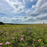 Flower growing in a field at North Shotton Farm