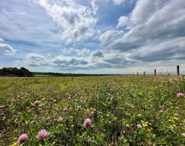 Flower growing in a field at North Shotton Farm