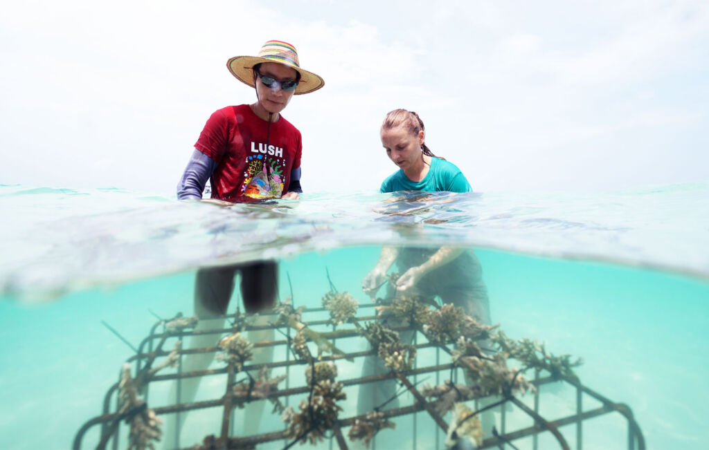 We Go Coral Planting with Lush Malaysia in the Johor Islands