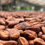 Cocoashala Unlocks Access to the Finest Cacao for Indian Chocolate Makers