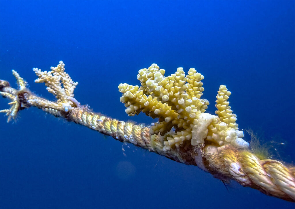 Young coral growing on rope