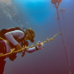 Nova Maldives Enhances Coral Restoration Efforts with Innovative Floating Nursery