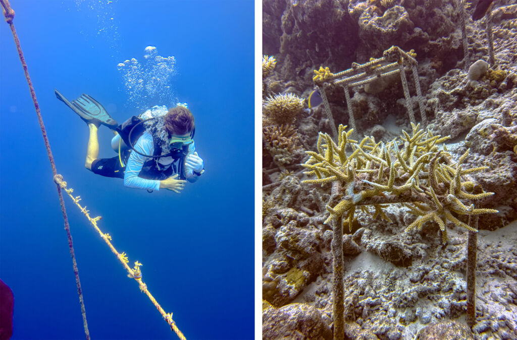 A photograph of a diver inspecting the goral and one of the coral on the sea floor