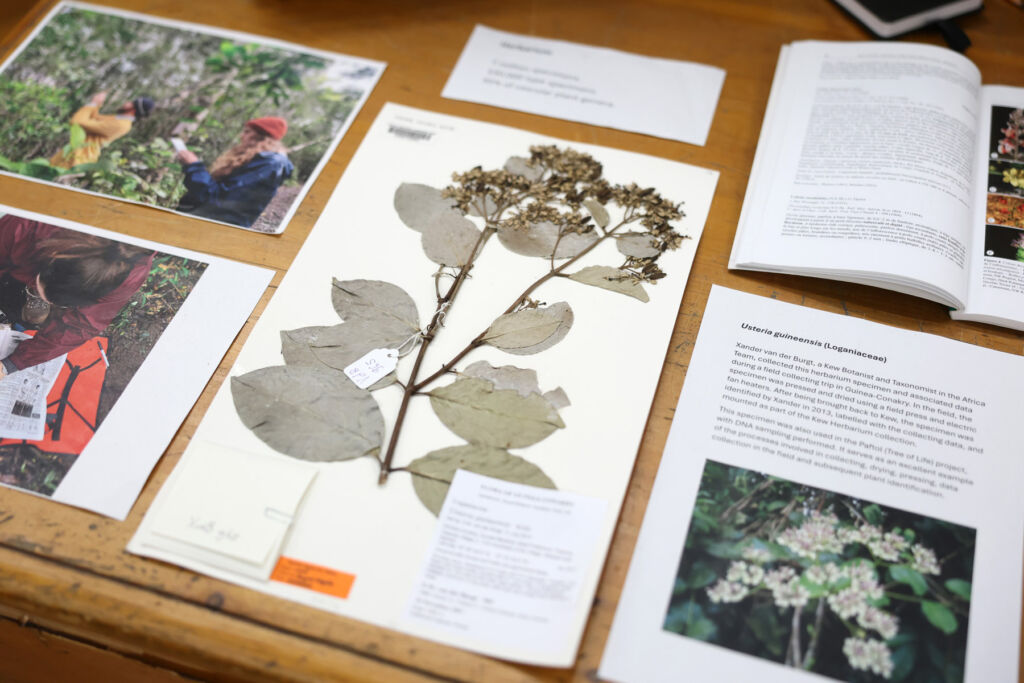 A close look at some of the valuable dried specimens