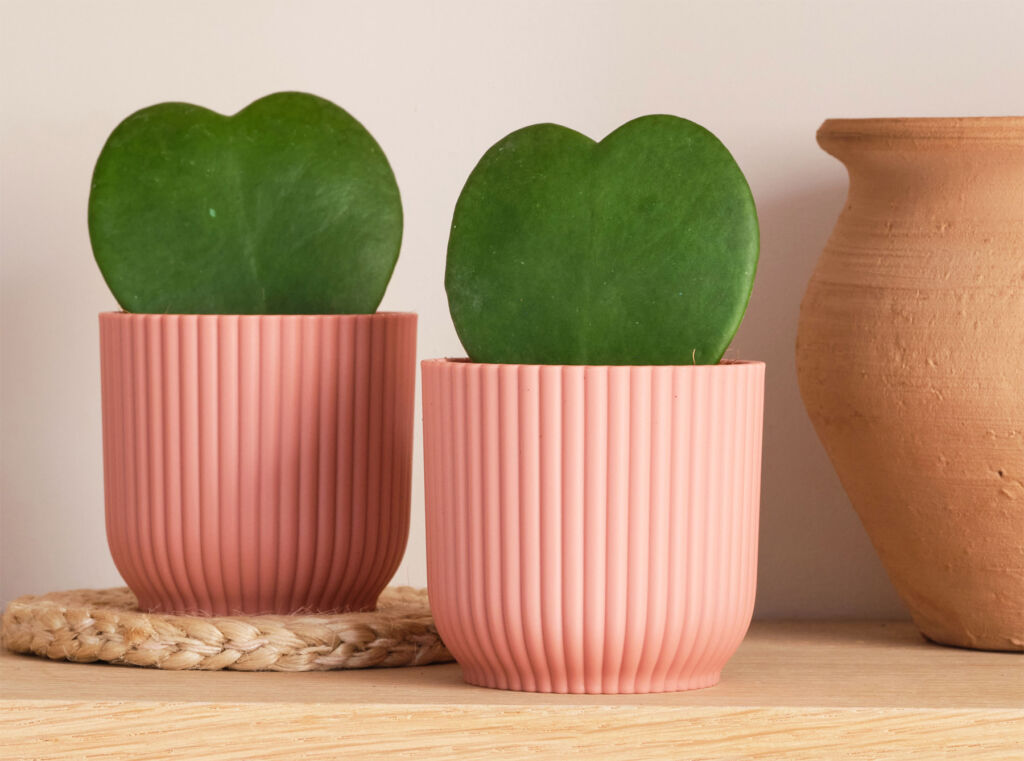 Two Hoya Heart plants in pots