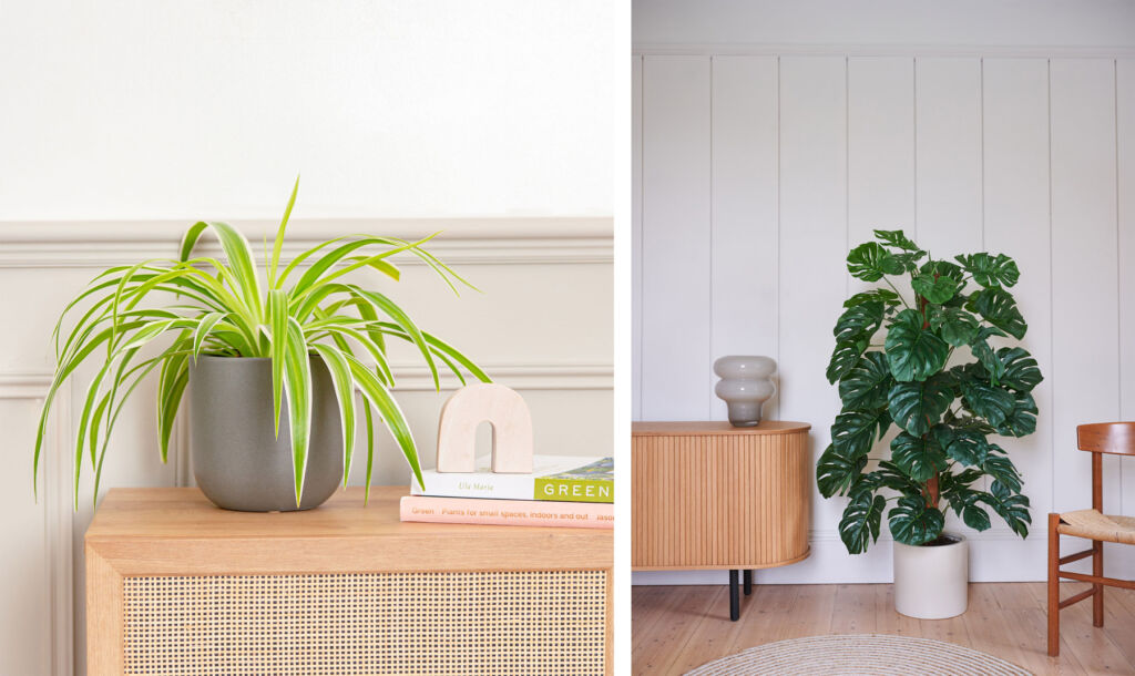 Two photographs showing living plants in the home