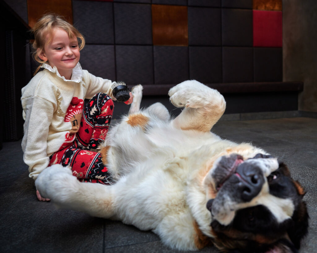 A young girl playing with a Saint Bernard dog