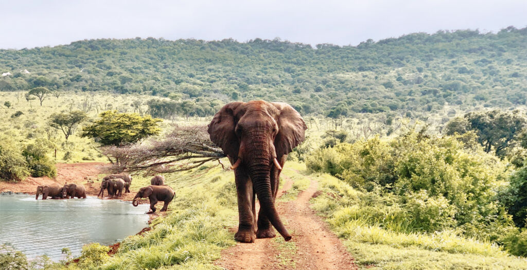 Elephant Sighting from Jumeirah Residences