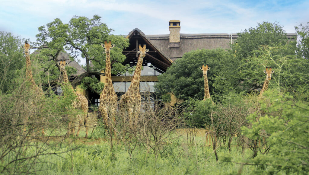 A herd of Giraffe outside the residences