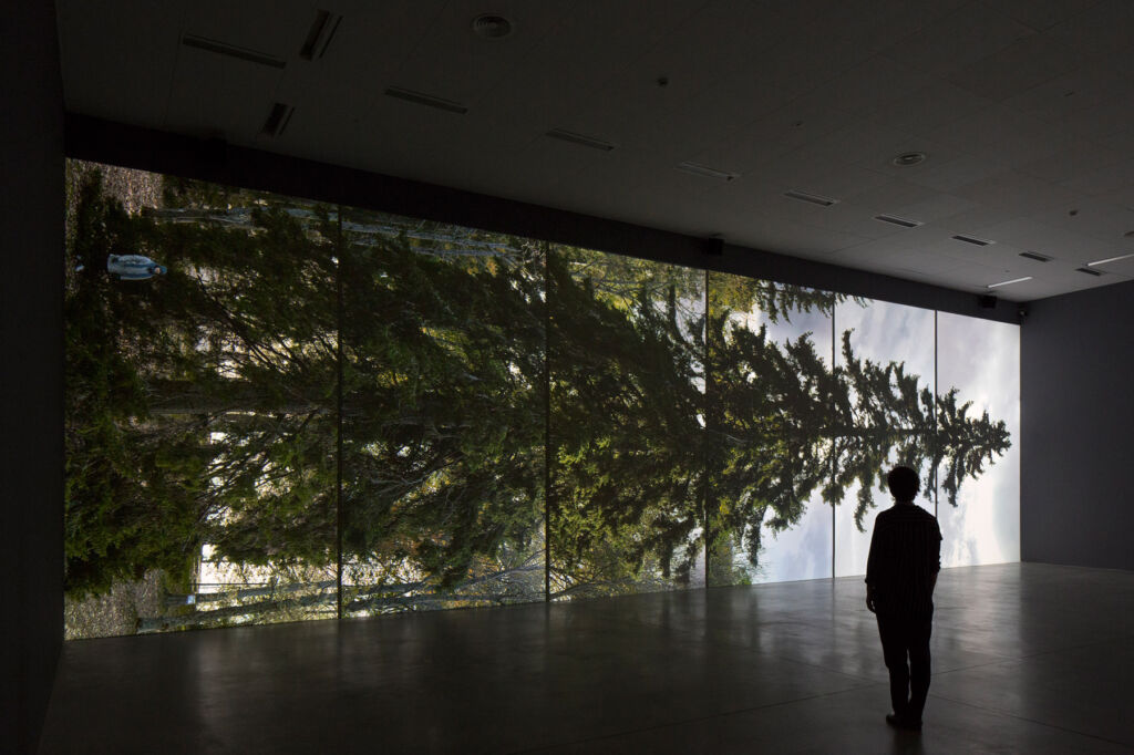 A visitor admiring the six screen video display of a tree