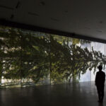 A visitor admiring the six screen video display of a tree