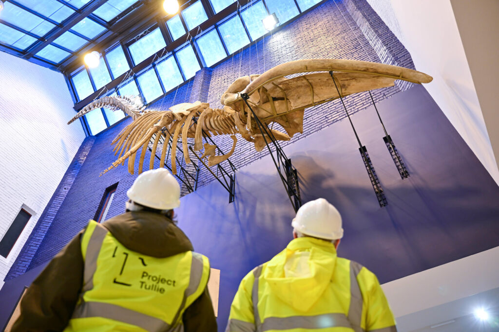 A whale skeleton suspended from the ceiling