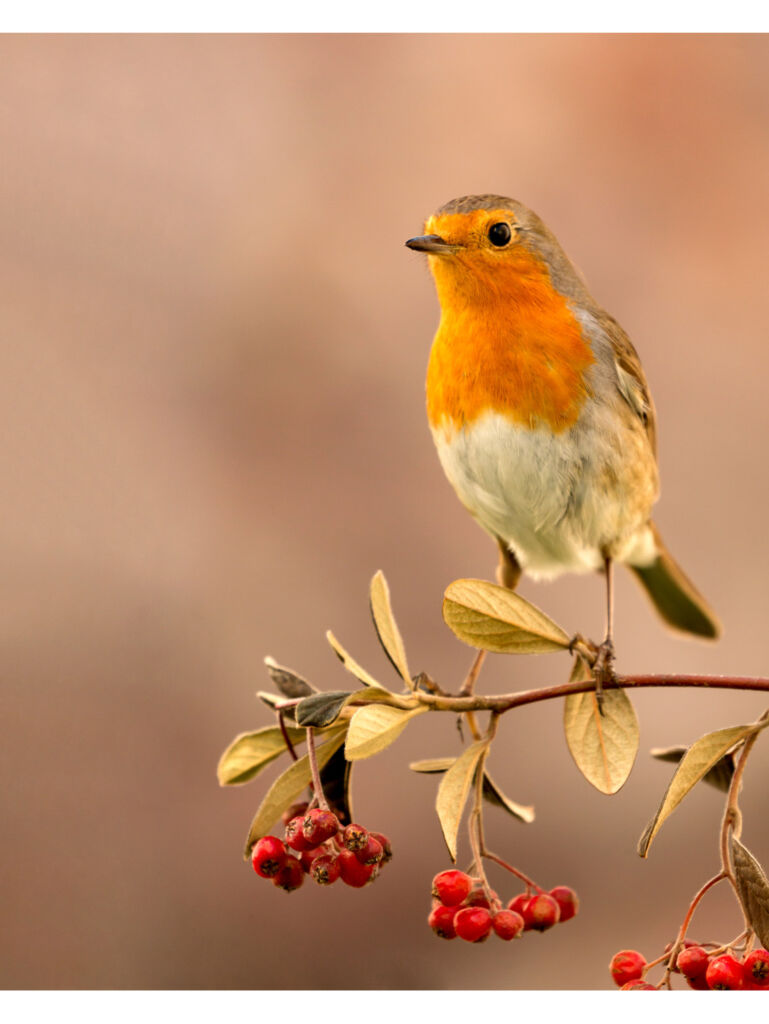 A Robin on a berry branch